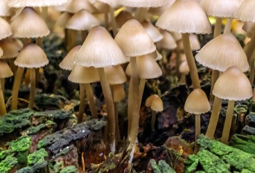 Treating Depression with 'Magic' Mushrooms