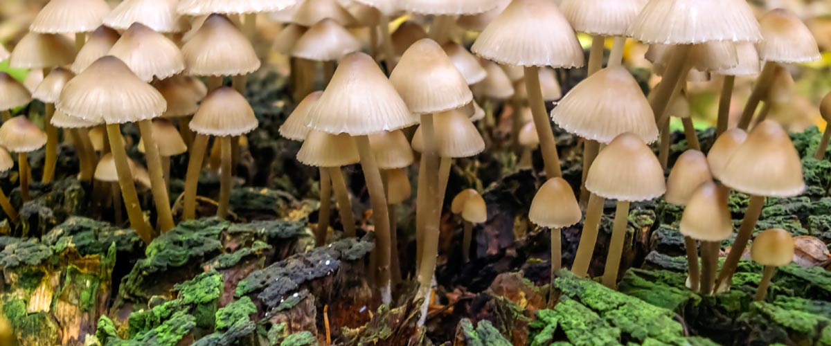 Treating Depression with 'Magic' Mushrooms