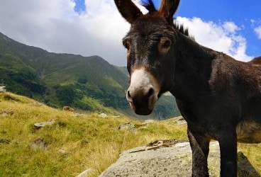 Benefits of Donkey Milk: a New Trend in Nutrition