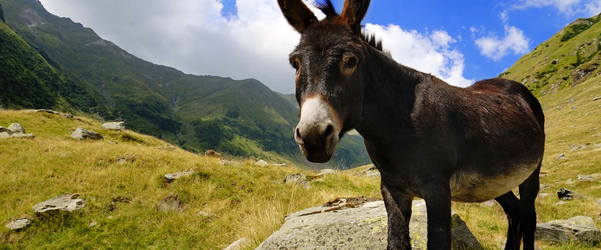 Benefits of Donkey Milk: a New Trend in Nutrition