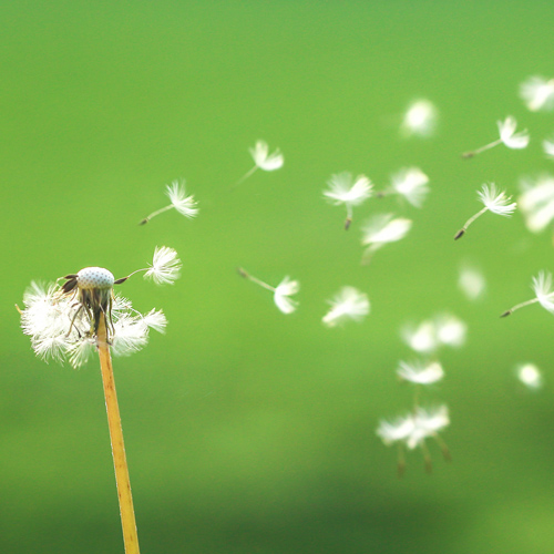 dandelion