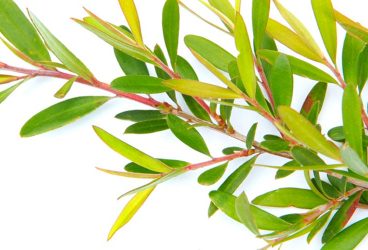 12 Benefits of Tea Tree Oil