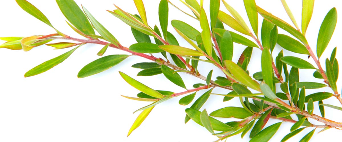 12 Benefits of Tea Tree Oil